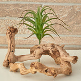 8” Tillandsia Artificial Flower (Set of 12)-Parc Decor