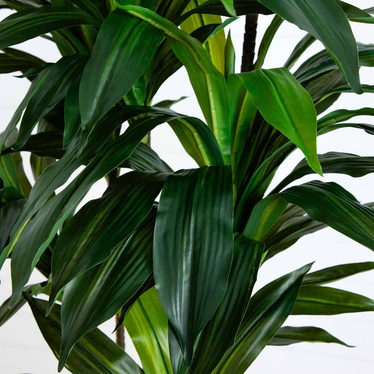8’ Artificial Dracaena Tree with Real Touch Leaves-Tree-Parc Decor