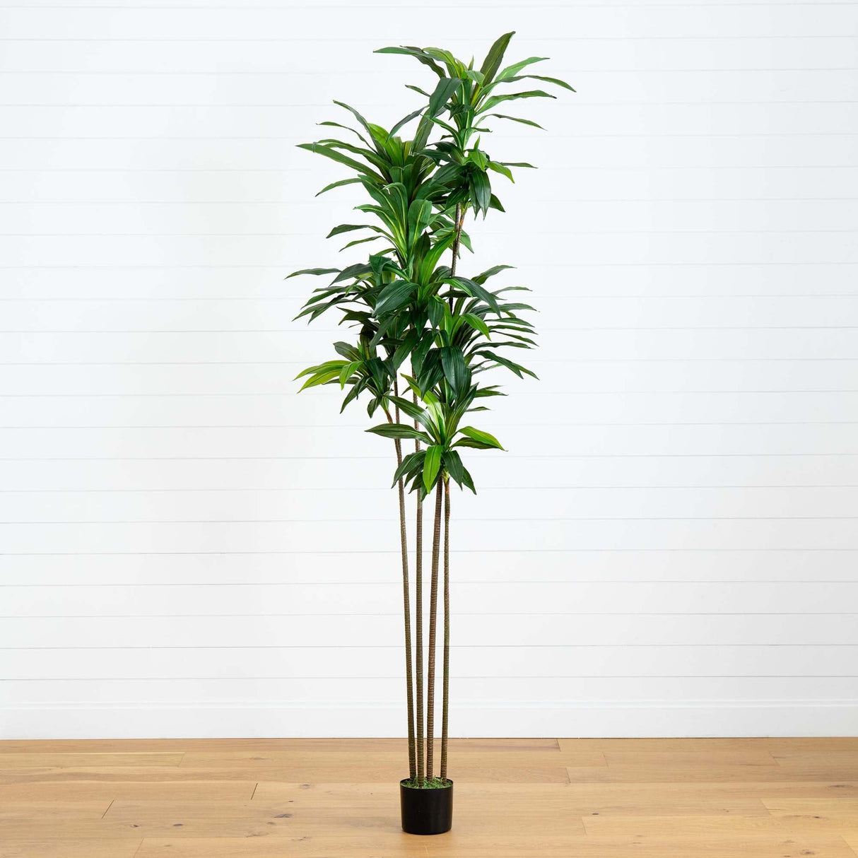 8’ Artificial Dracaena Tree with Real Touch Leaves-Tree-Parc Decor