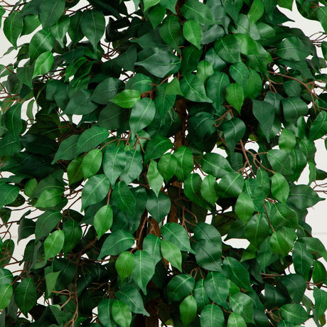 8’ Ficus Tree w/1512 Lvs-Tree-Parc Decor