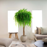 8’ Willow Artificial Tree (Real Touch)-Tree-Parc Decor