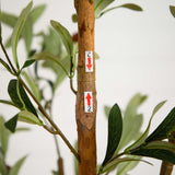 82” Artificial Olive Tree-Parc Decor