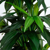 9’ Artificial Dracaena Tree with Real Touch Leaves-Tree-Parc Decor