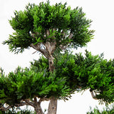 Cedar Bonsai 24" Silk Plant"-Parc Decor