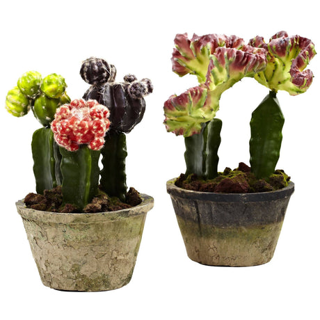 Colorful Cactus Gardens (Set of 2)-Parc Decor