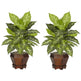 Dieffenbachia w/Wood Vase Silk Plant (Set of 2)-Parc Decor