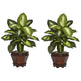 Dieffenbachia w/Wood Vase Silk Plant (Set of 2)-Parc Decor
