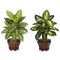Dieffenbachia w/Wood Vase Silk Plant (Set of 2)-Parc Decor