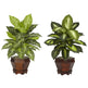 Dieffenbachia w/Wood Vase Silk Plant (Set of 2)-Parc Decor