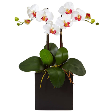 Double Mini Phalaenopsis in Black Vase-Parc Decor