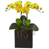 Double Mini Phalaenopsis in Black Vase-Parc Decor