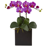 Double Mini Phalaenopsis in Black Vase-Parc Decor