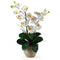 Double Stem Phalaenopsis Silk Orchid Arrangement-Parc Decor