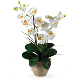 Double Stem Phalaenopsis Silk Orchid Arrangement-Parc Decor