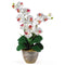 Double Stem Phalaenopsis Silk Orchid Arrangement-Parc Decor