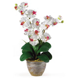 Double Stem Phalaenopsis Silk Orchid Arrangement-Parc Decor