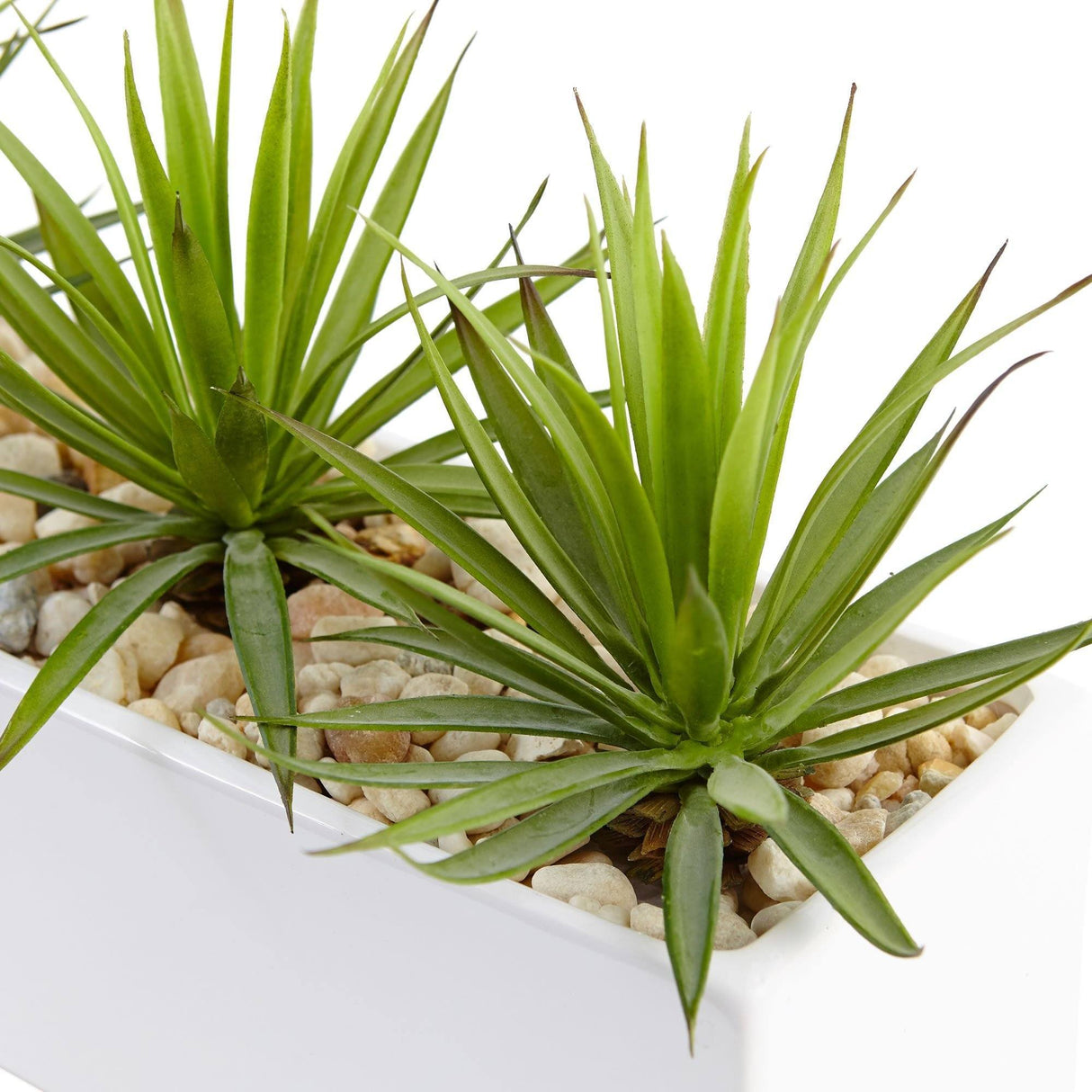 Mini Agave in Rectangular Ceramic-Parc Decor