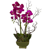 Orchid & Succulent Arrangement-Parc Decor