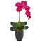 Phalaenopsis Orchid in Black Vase-Parc Decor