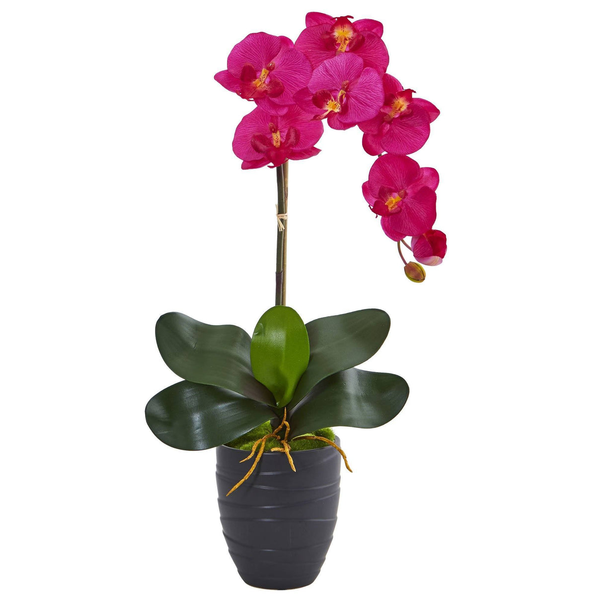 Phalaenopsis Orchid in Black Vase-Parc Decor