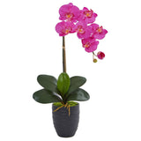 Phalaenopsis Orchid in Black Vase-Parc Decor