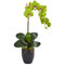 Phalaenopsis Orchid in Black Vase-Parc Decor