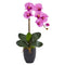 Phalaenopsis Orchid in Black Vase-Parc Decor
