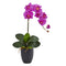 Phalaenopsis Orchid in Black Vase-Parc Decor