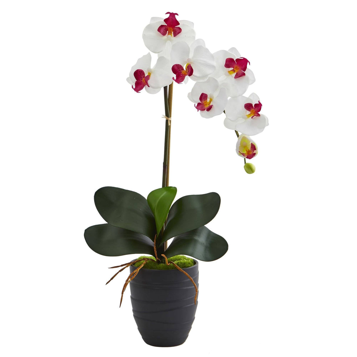 Phalaenopsis Orchid in Black Vase-Parc Decor