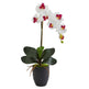 Phalaenopsis Orchid in Black Vase-Parc Decor