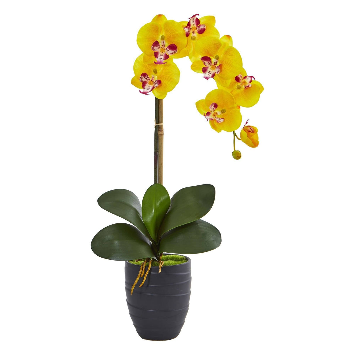 Phalaenopsis Orchid in Black Vase-Parc Decor