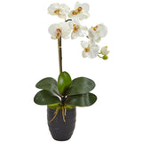 Phalaenopsis Orchid in Black Vase-Parc Decor