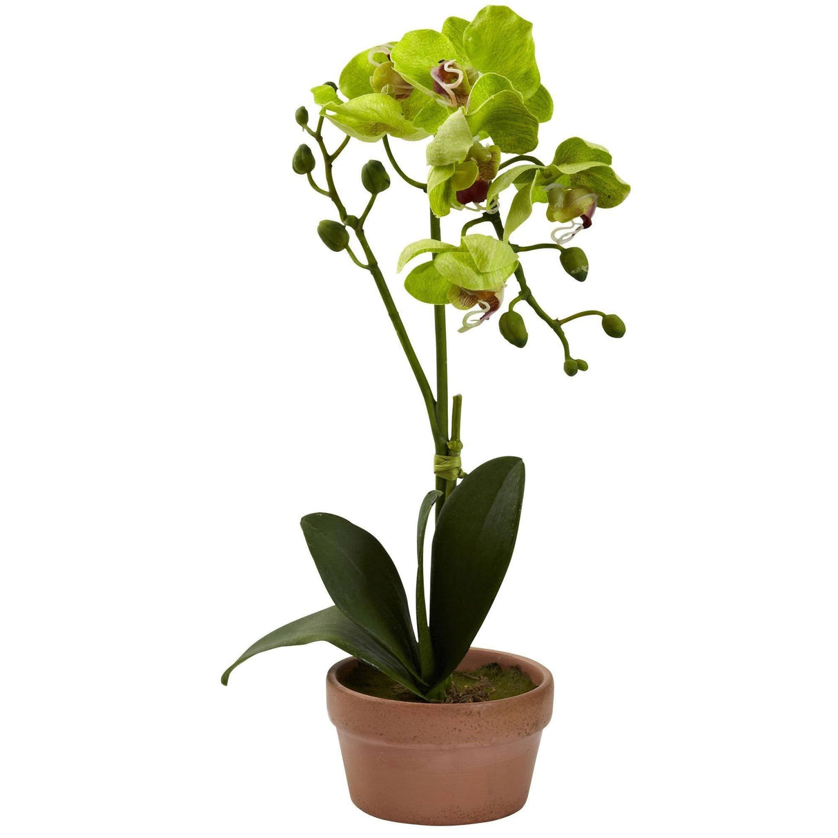 Phalaenopsis Orchid w/Clay Vase (Set of 4)-Parc Decor