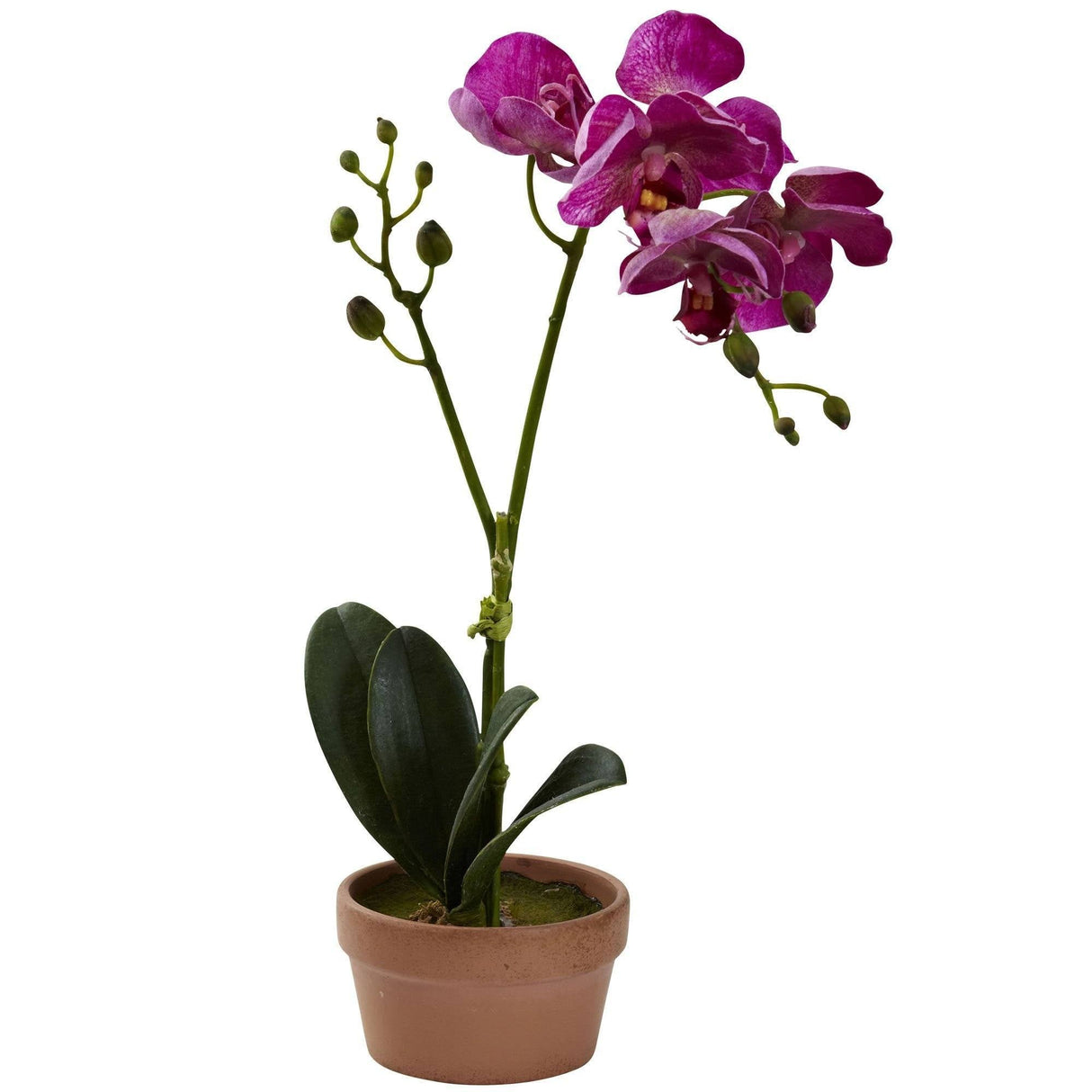 Phalaenopsis Orchid w/Clay Vase (Set of 4)-Parc Decor