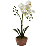 Phalaenopsis Orchid w/Clay Vase (Set of 4)-Parc Decor