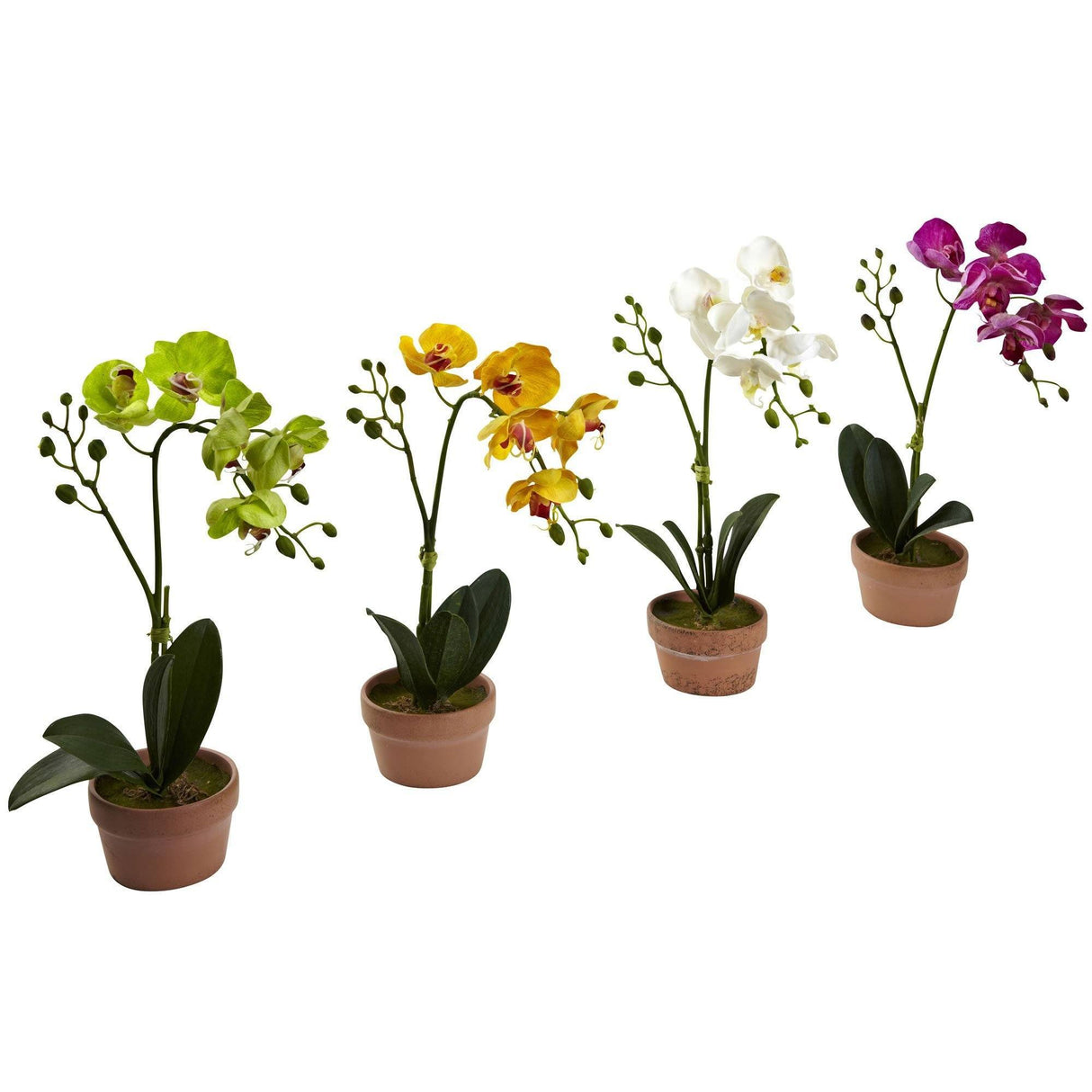 Phalaenopsis Orchid w/Clay Vase (Set of 4)-Parc Decor