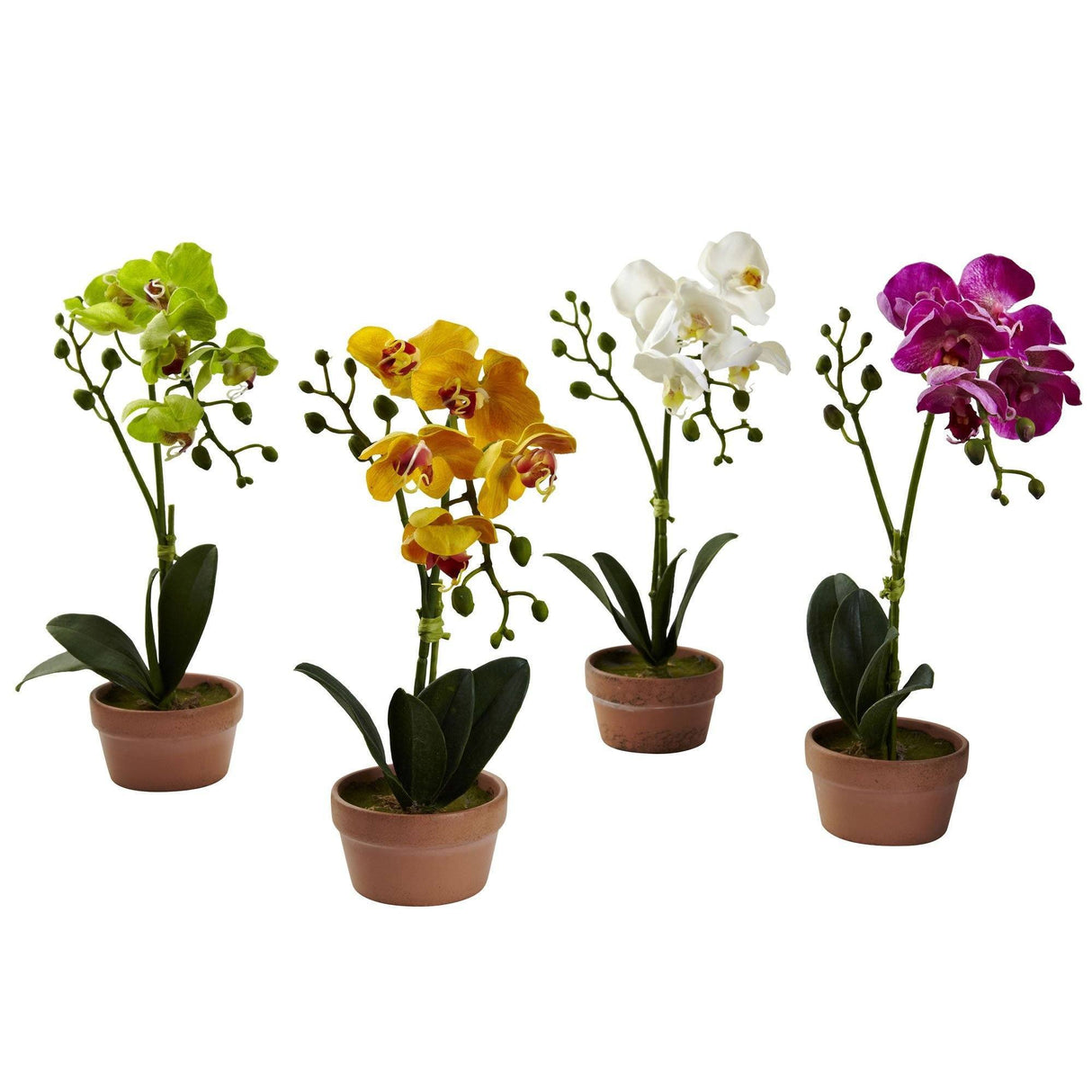 Phalaenopsis Orchid w/Clay Vase (Set of 4)-Parc Decor