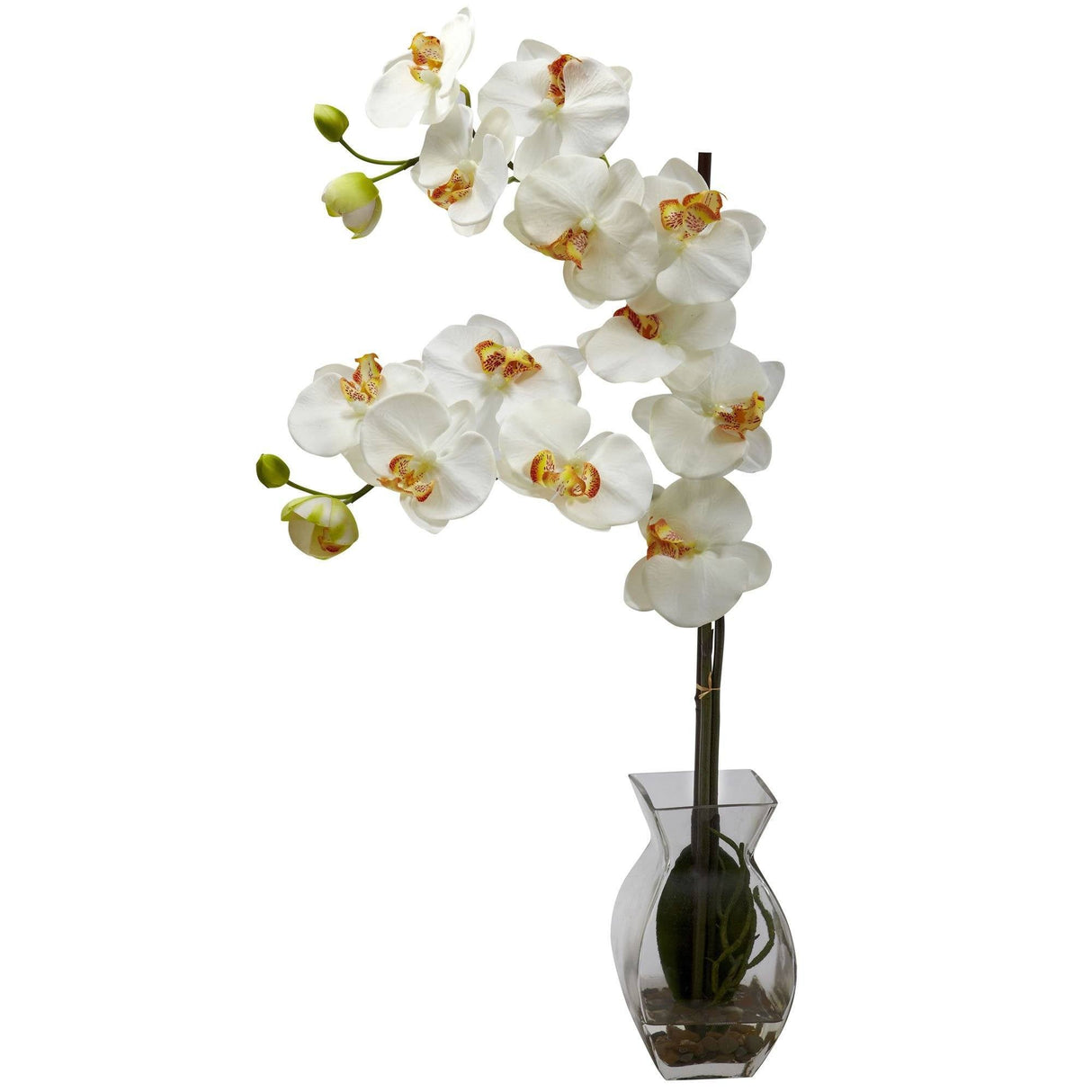Phalaenopsis Orchid w/Vase Arrangement-Parc Decor