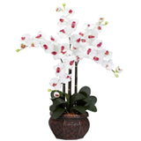 Phalaenopsis w/Decorative Vase Silk Flower Arrangement-Parc Decor