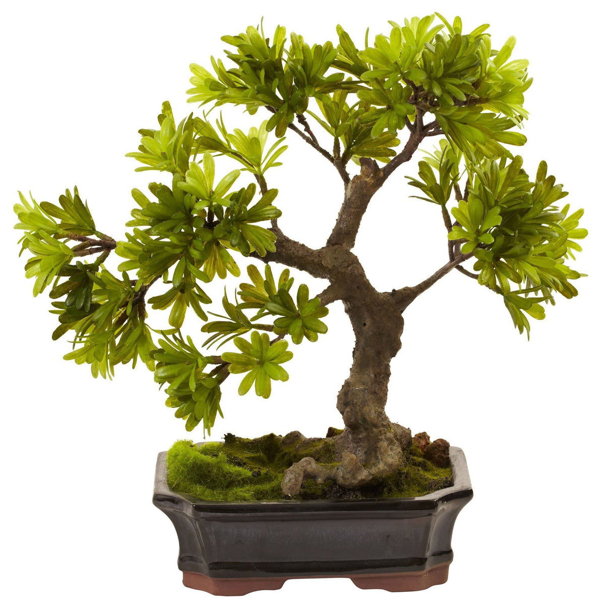 Podocarpus w/Mossed Bonsai Planter-Parc Decor