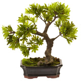 Podocarpus w/Mossed Bonsai Planter-Parc Decor