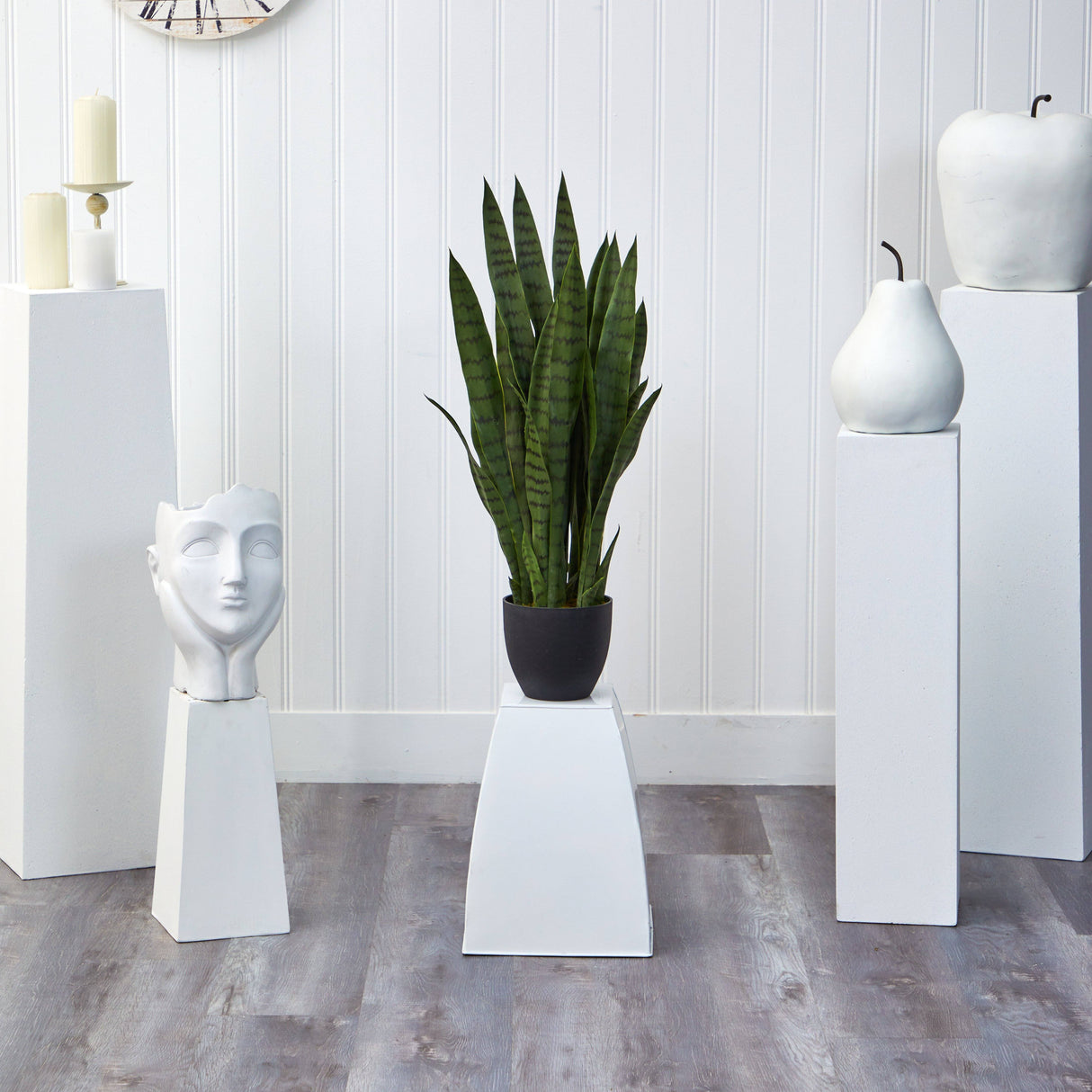 Sansevieria w/Black Planter-Parc Decor