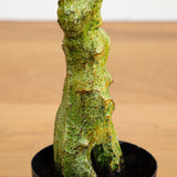 Schefflera Artificial Tree UV Resistant (Indoor/Outdoor)-Parc Decor