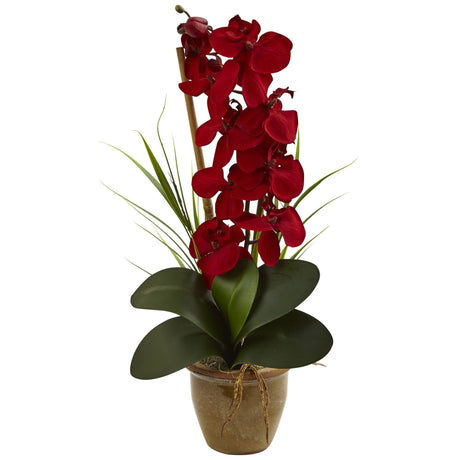 Seasonal Phalaenopsis Orchid Arrangement-Parc Decor
