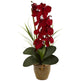 Seasonal Phalaenopsis Orchid Arrangement-Parc Decor