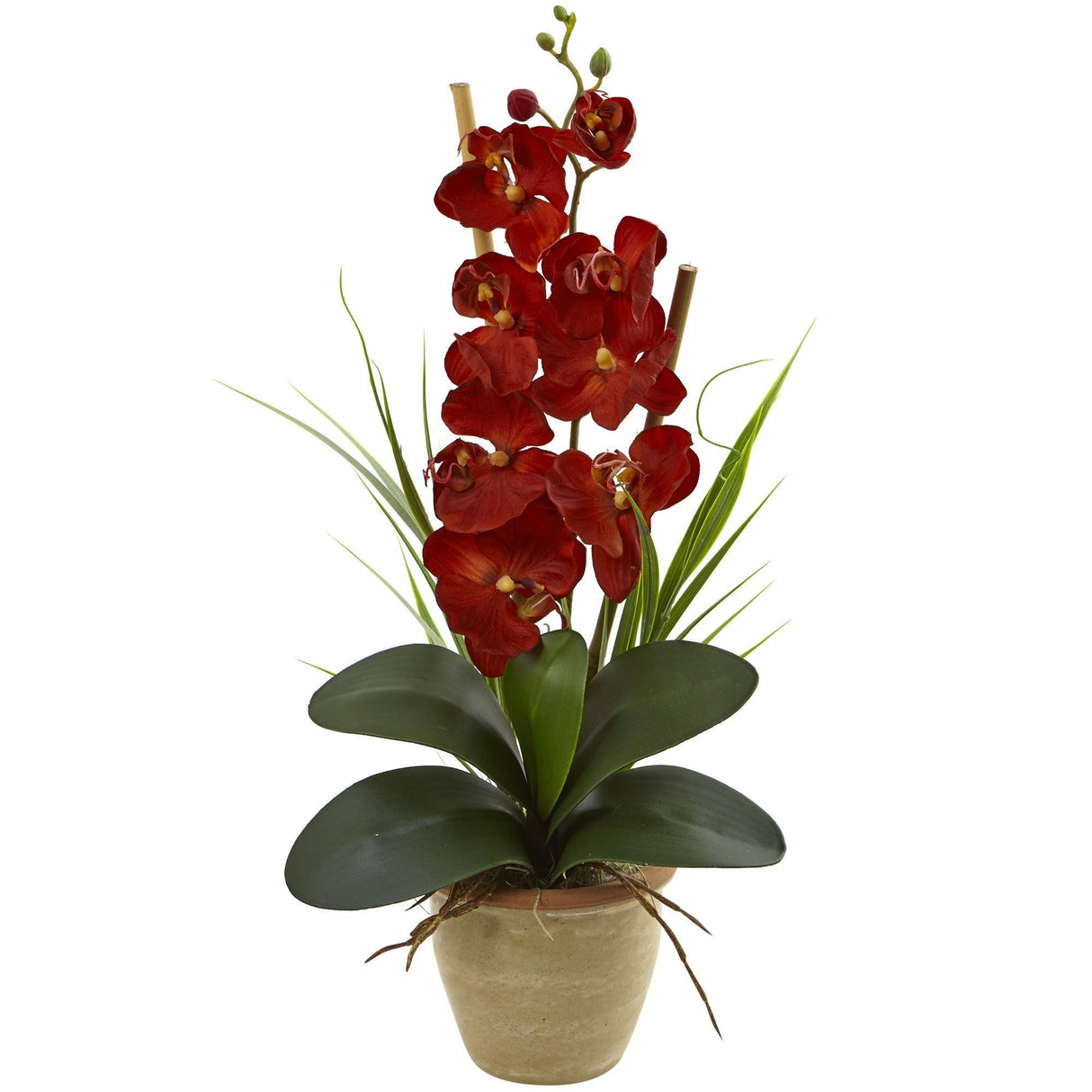 Seasonal Phalaenopsis Orchid Arrangement-Parc Decor