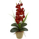 Seasonal Phalaenopsis Orchid Arrangement-Parc Decor