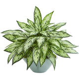 Silver Queen Artificial Plant in Green Vase-Parc Decor