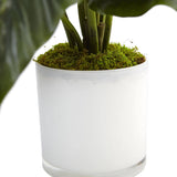 Spathifyllum in Glossy Glass Planter-Parc Decor