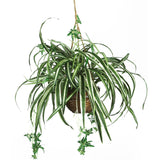 Spider Hanging Basket Silk Plant-Parc Decor